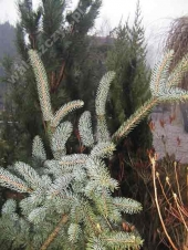 Picea pungens 'Marciniec' 